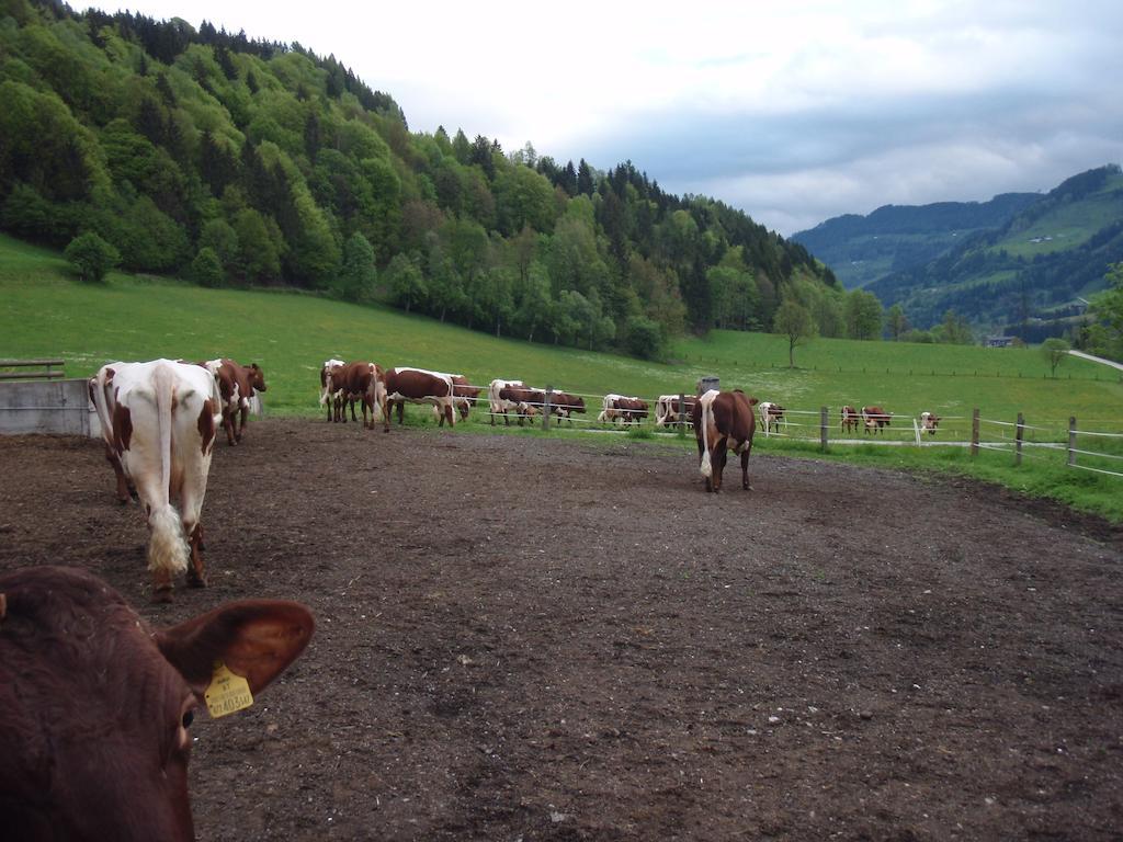 Palfnerhof Appartements Sankt Johann im Pongau Dış mekan fotoğraf